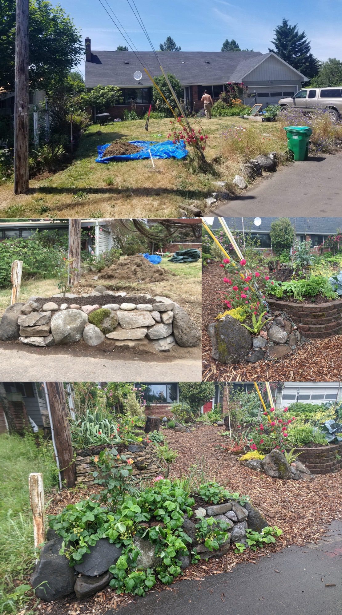 Before and after comparison of a lawn transformed into layered edible plantings