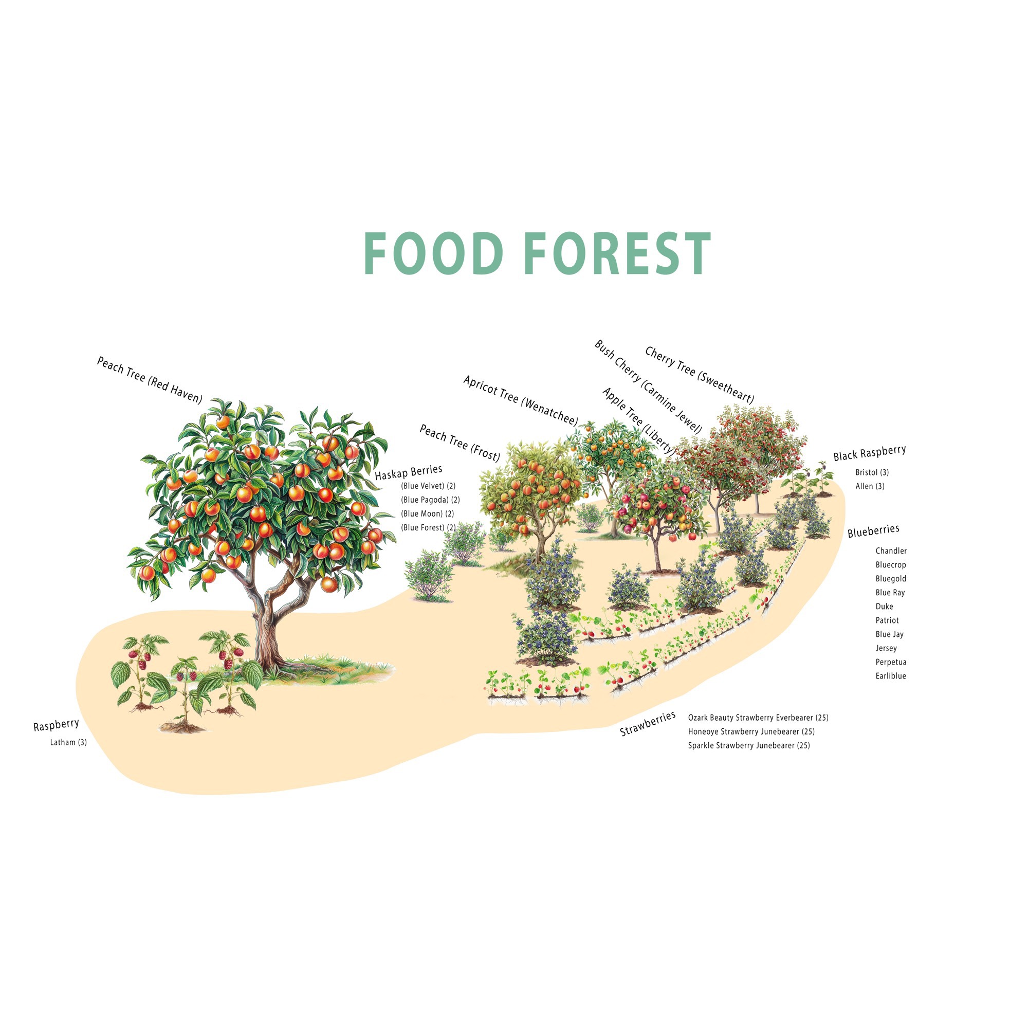 Layered food forest design with fruit trees, berry shrubs, and ground covers