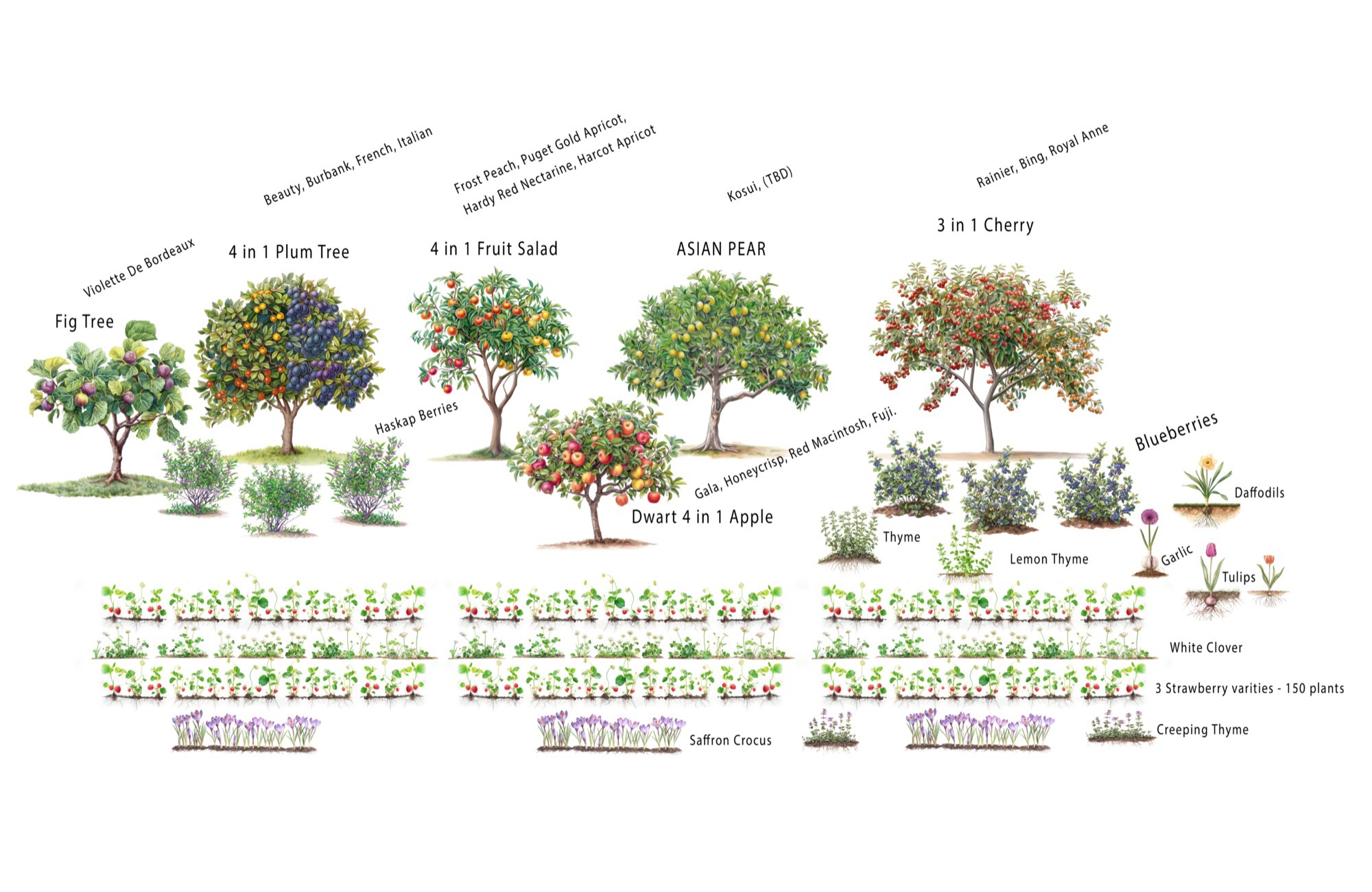Walking into an established Grow Wild food forest