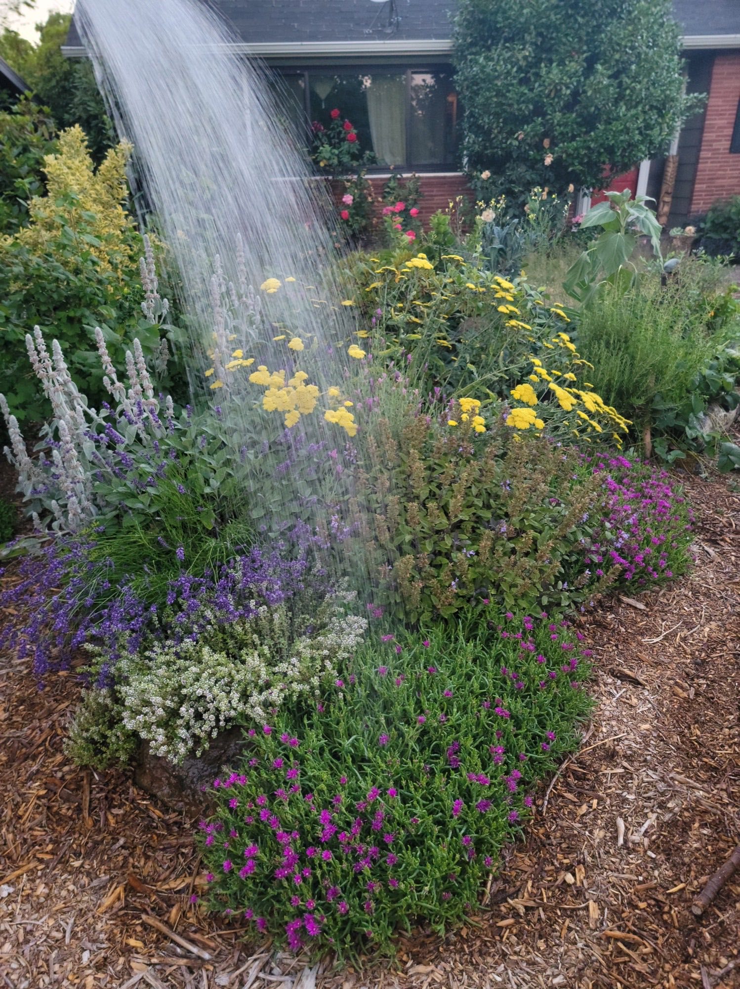 Layered garden planting that doubles as wildlife habitat, in evening light