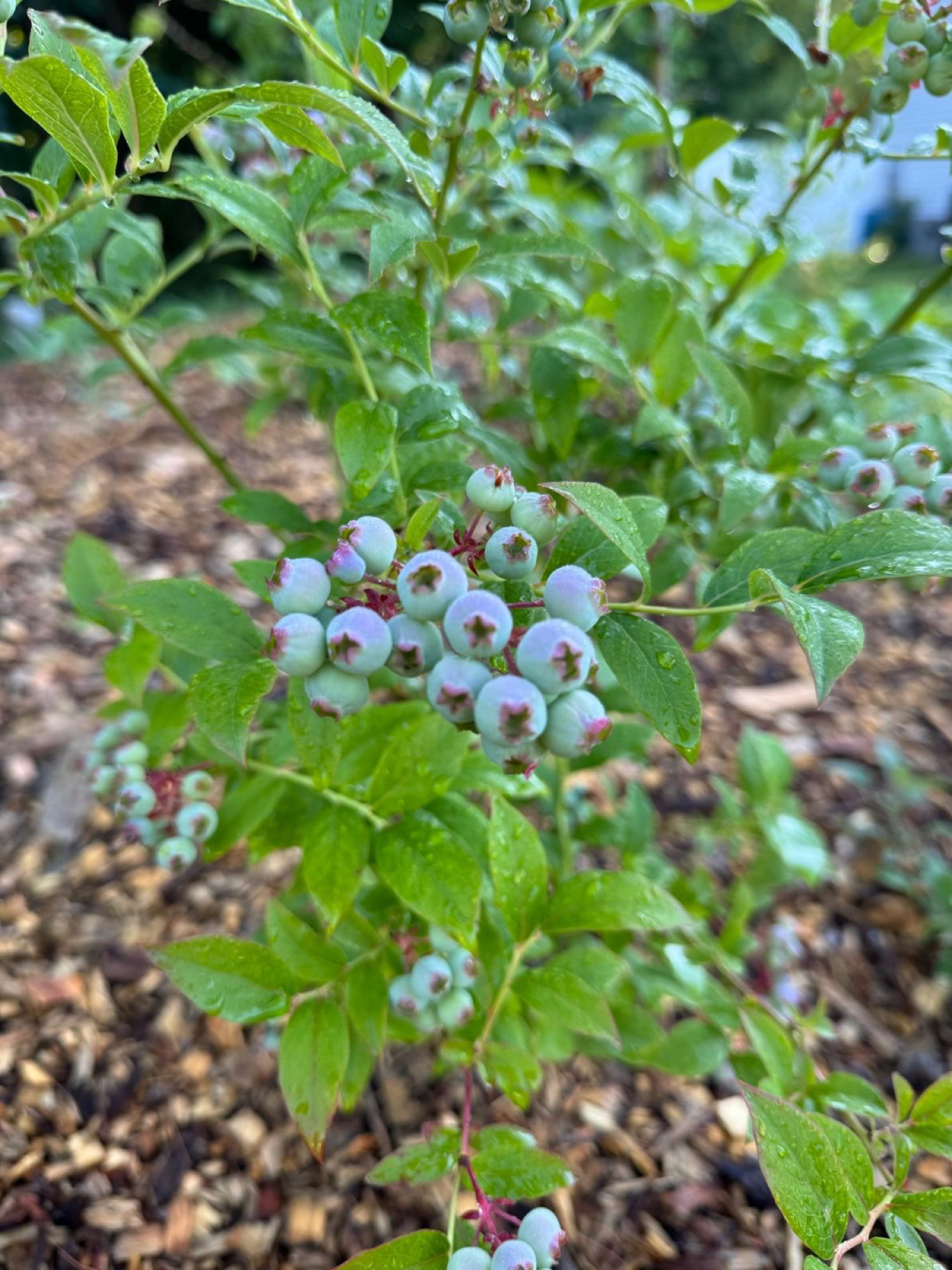 Ripe blueberries ready for harvest
