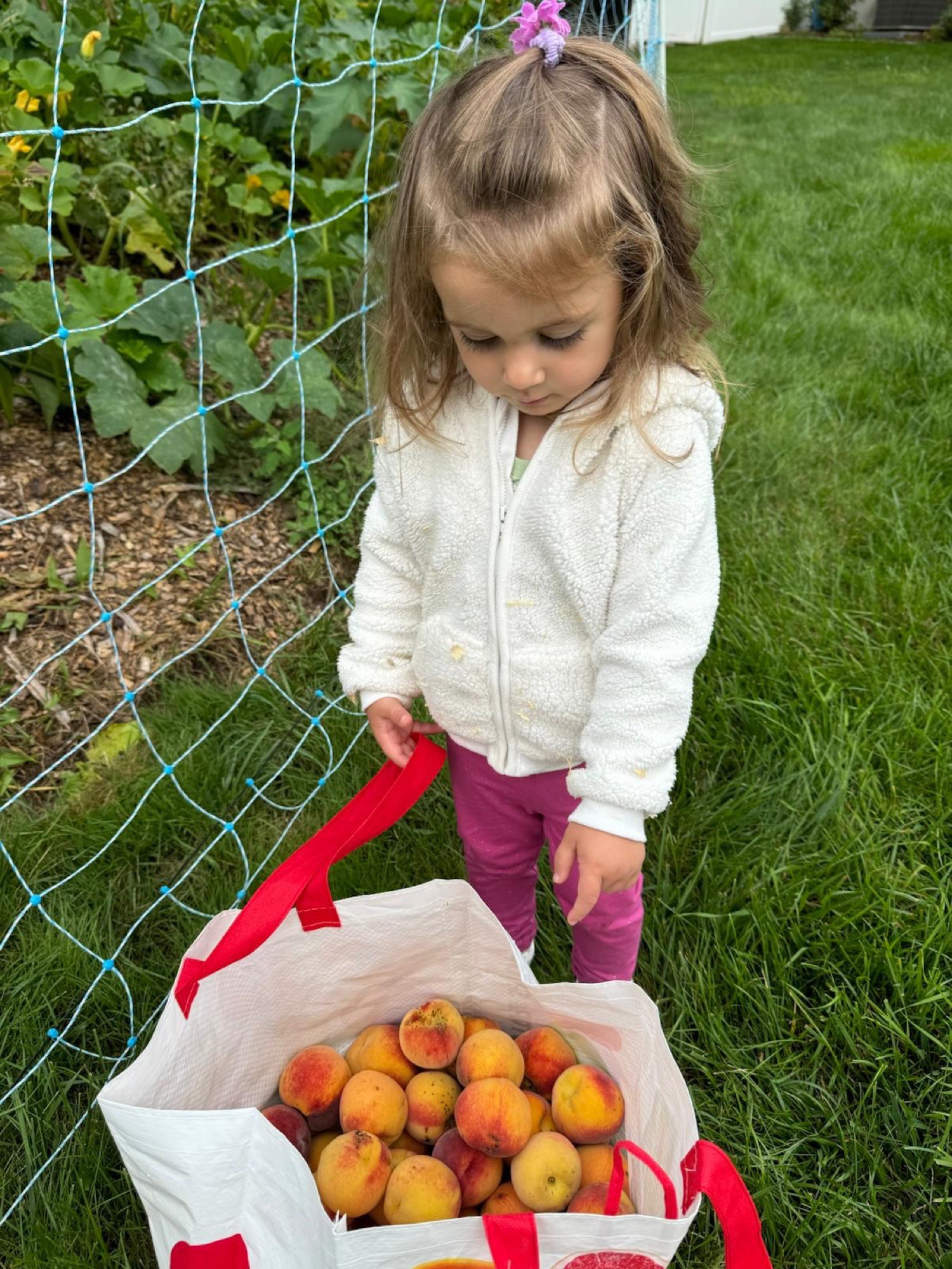 Fresh-picked peaches from a Connecticut food forest