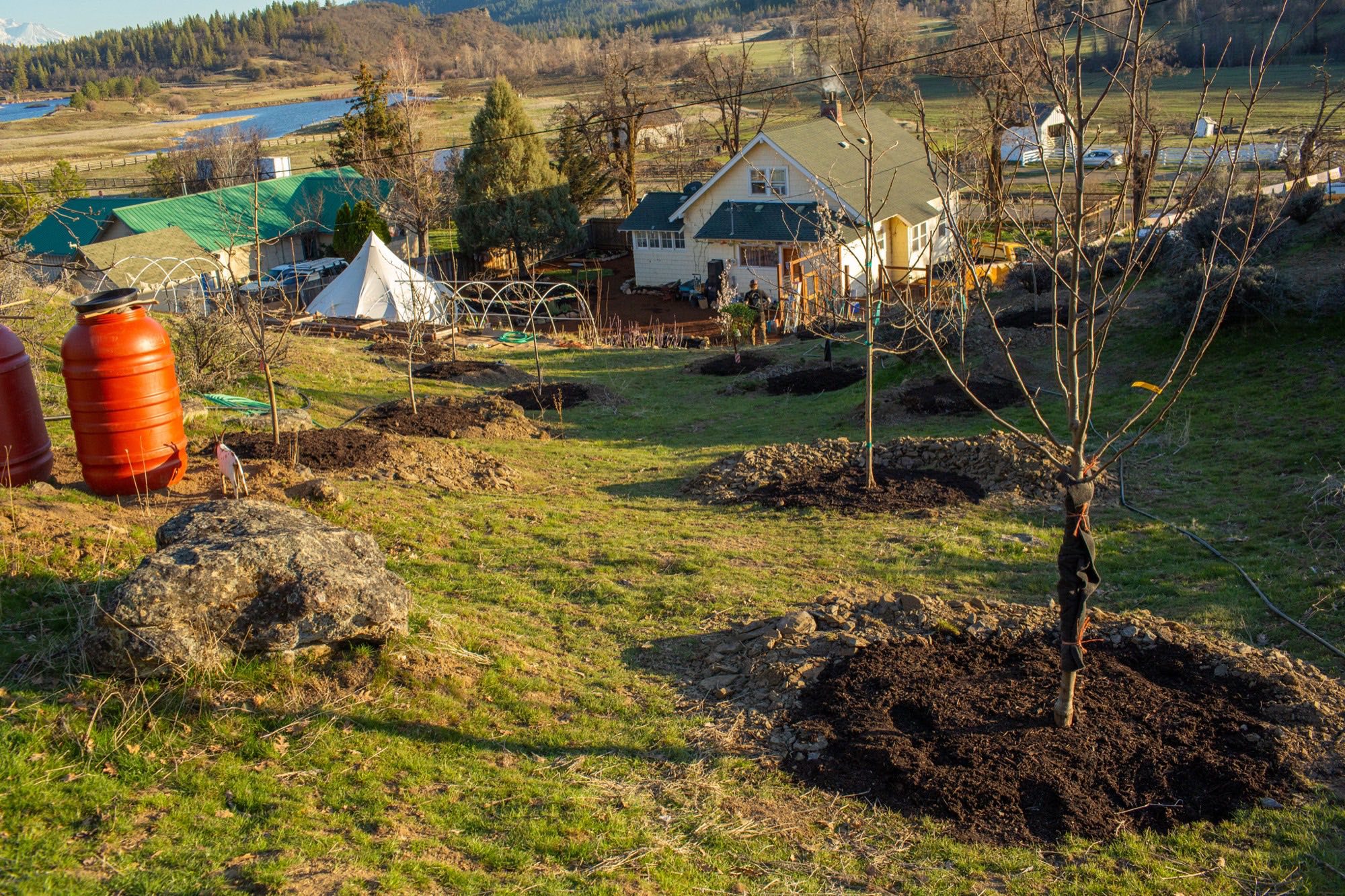 Native replacement planting reclaiming a hillside